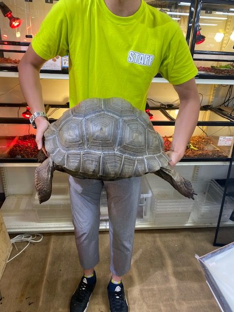 アルダブラゾウガメ 甲長約40cm – ランバージャック